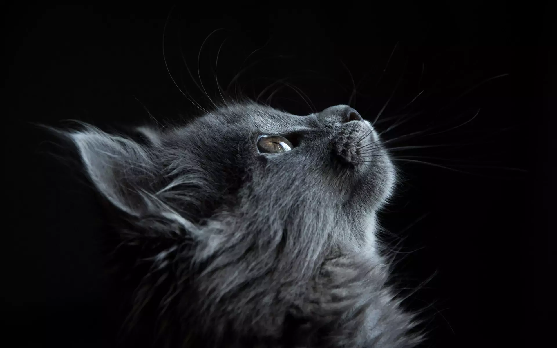 Bringing a new cat home when you already have a cat as a pet requires careful planning. Cats are highly independent & solitary creatures, and chances are that your residential cat will not easily accept your new pet to share its house and space. Cats